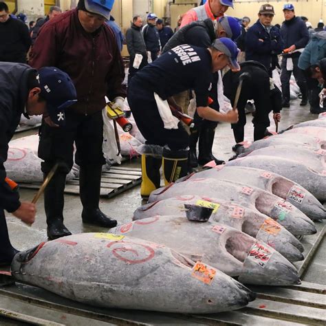 tuna business figgerits|Tuna business Figgerits.